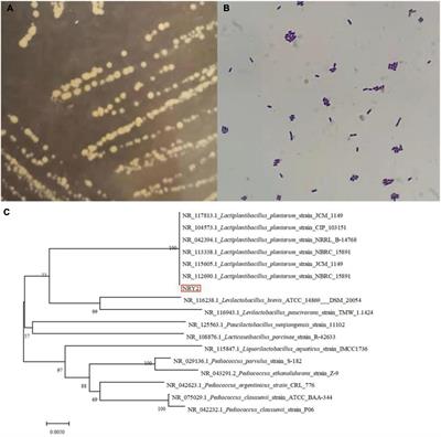 Fermentation of ginkgo biloba kernel juice using Lactobacillus plantarum Y2 from the ginkgo peel: Fermentation characteristics and evolution of phenolic profiles, antioxidant activities in vitro, and volatile flavor compounds